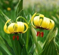 Растения 